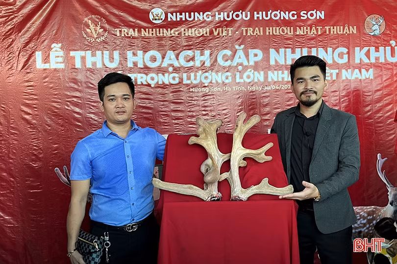 “Hái” cặp nhung hươu nặng gần 5 kg ở Hà Tĩnh