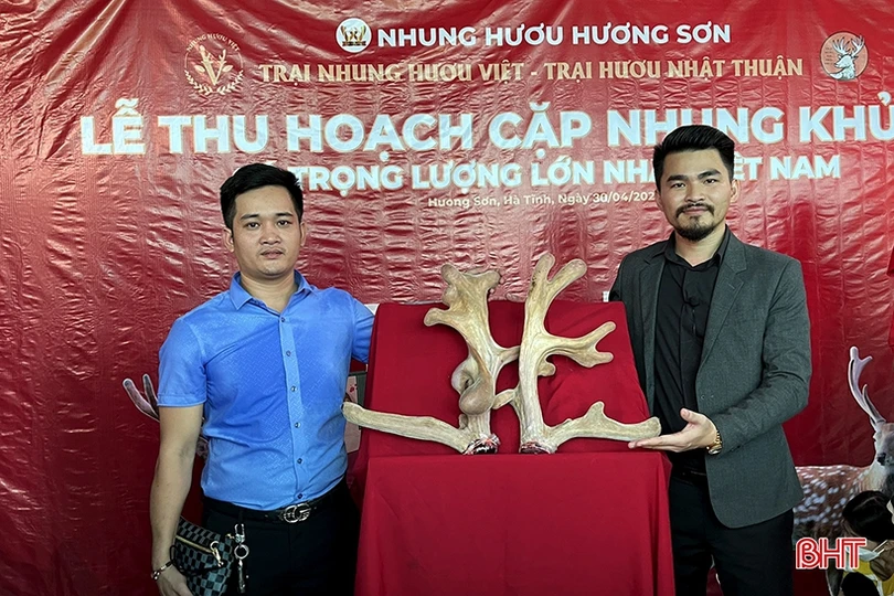 “Hái” cặp nhung hươu nặng gần 5 kg ở Hà Tĩnh