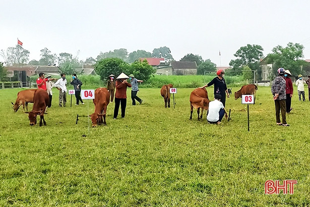 Trao 9 con bê giống trị giá 90 triệu đồng cho các gia đình khó khăn ở Cẩm Xuyên