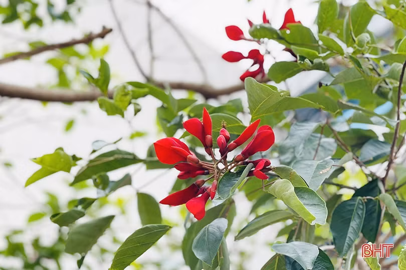 Sắc xanh trong nhà máy nhiệt điện lớn nhất miền Trung