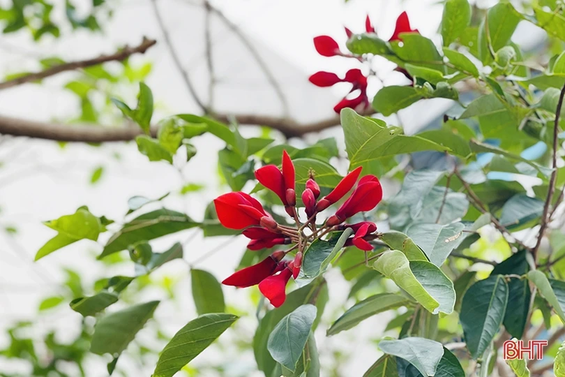 Sắc xanh trong nhà máy nhiệt điện lớn nhất miền Trung