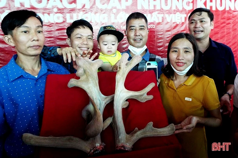 “Hái” cặp nhung hươu nặng gần 5 kg ở Hà Tĩnh