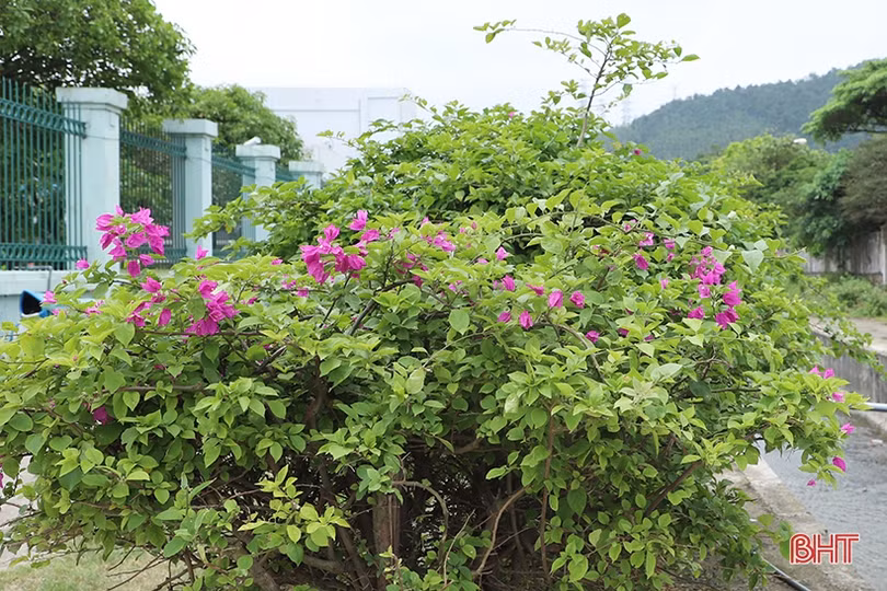 Sắc xanh trong nhà máy nhiệt điện lớn nhất miền Trung