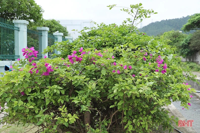 Sắc xanh trong nhà máy nhiệt điện lớn nhất miền Trung