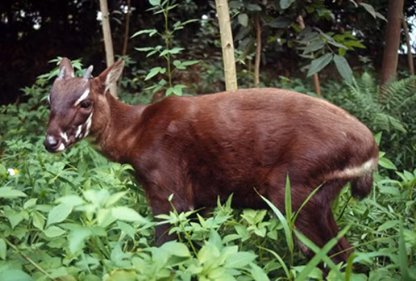 Bạn biết gì về loài thú quý hiếm được chọn làm linh vật của SEA Games 31?