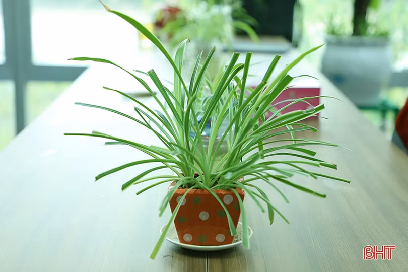 Sắc xanh trong nhà máy nhiệt điện lớn nhất miền Trung