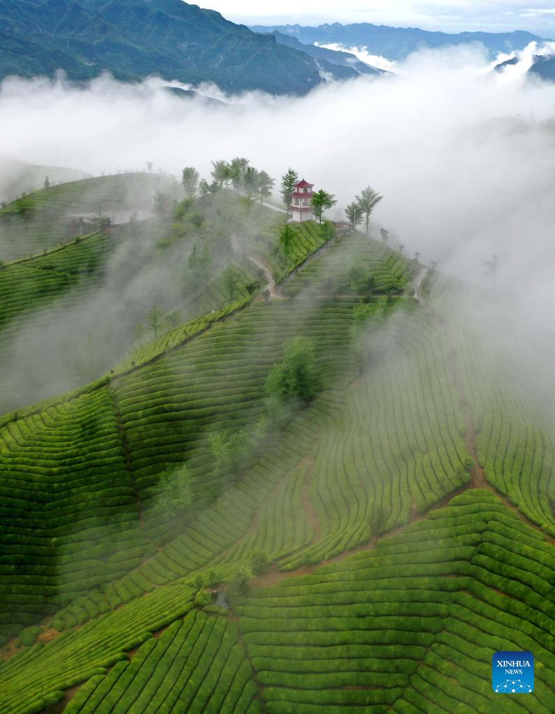 Chiêm ngưỡng vẻ đẹp tựa chốn bồng lai của đồi chè ở Trung Quốc