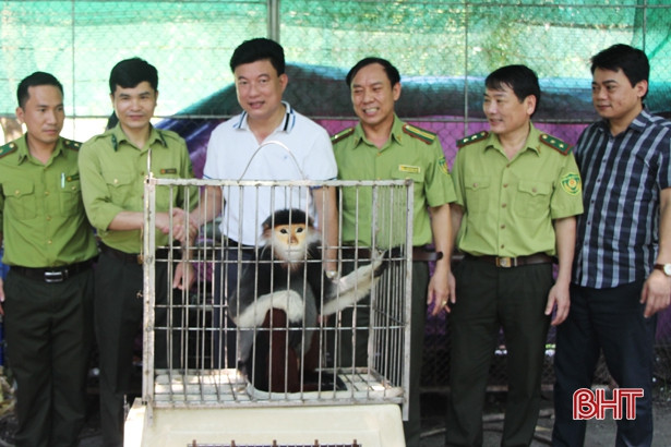 Bàn giao cá thể chà vá chân nâu từ Hà Tĩnh cho Vườn Quốc gia Cúc Phương