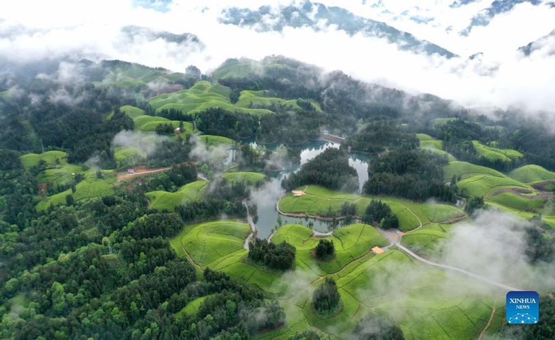 Chiêm ngưỡng vẻ đẹp tựa chốn bồng lai của đồi chè ở Trung Quốc