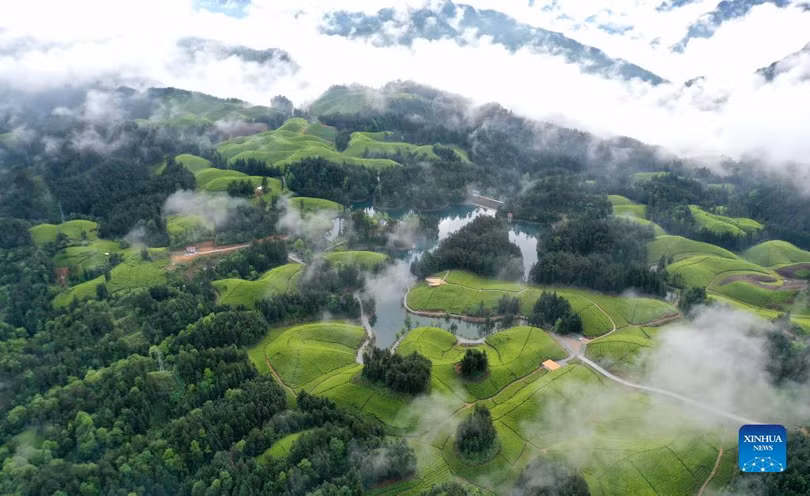 Chiêm ngưỡng vẻ đẹp tựa chốn bồng lai của đồi chè ở Trung Quốc