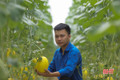 Vườn dưa lưới công nghệ cao trĩu quả ở Đức Thọ
