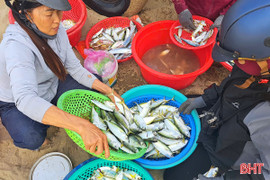 Ngư dân Hà Tĩnh trúng đậm cá bạc má cuối vụ