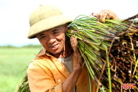 Nông dân “ốc đảo” Hồng Lam phấn khởi thu hoạch cói