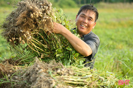 Giống lạc mới được mùa, nông dân Nghi Xuân phấn khởi