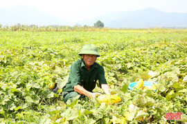 Dưa đầu mùa được giá, nông dân Nghi Xuân phấn khởi thu hoạch