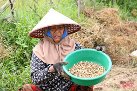 Hành tăm rớt giá, nông dân "đỏ mắt" chờ thương lái