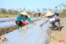 Nông dân “đội nắng" bám đồng sản xuất lạc thu đông