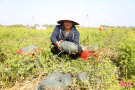"Đội nắng" thu hoạch dưa hấu đầu mùa ở Nghi Xuân
