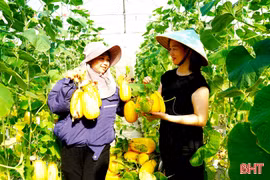 Vườn dưa lê vàng Hàn Quốc trĩu quả ở Tiên Điền
