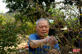 Vườn mai vàng, mộc hương của lão nông Hà Tĩnh sẵn sàng đón Tết