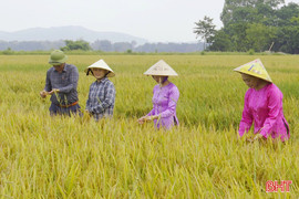 Mô hình sản xuất lúa hữu cơ ở Nghi Xuân đạt năng suất 6 tấn/ha 