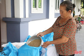 Ngậm ngùi nhìn thóc lép ở Xuân Viên