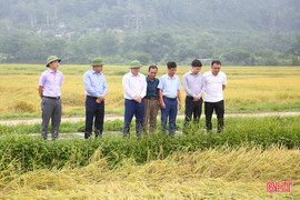 Chủ động ứng phó với thiên tai, đẩy nhanh thu hoạch lúa xuân