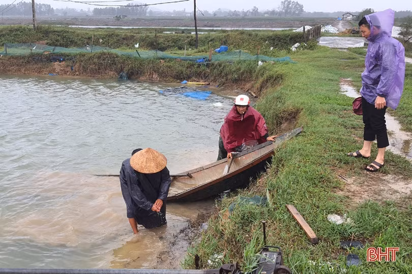 Người nuôi tôm Kỳ Anh trầy trật khôi phục sản xuất sau lũ