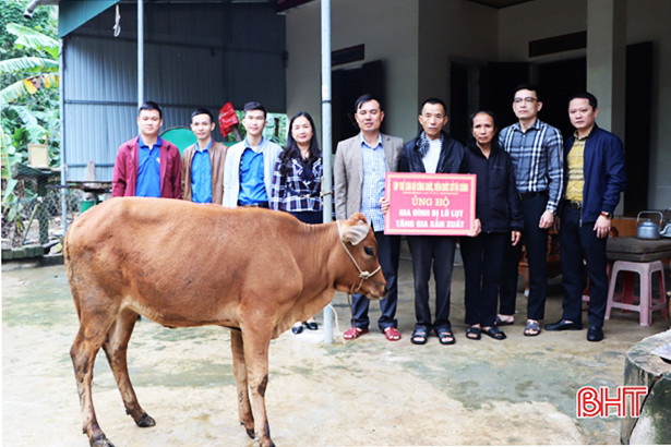 Sở Tài chính hỗ trợ bò giống cho gia đình bị thiệt hại do lũ lụt