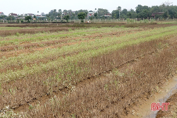 Hà Tĩnh đề xuất xây dựng thí điểm mô hình tạo sinh kế bền vững