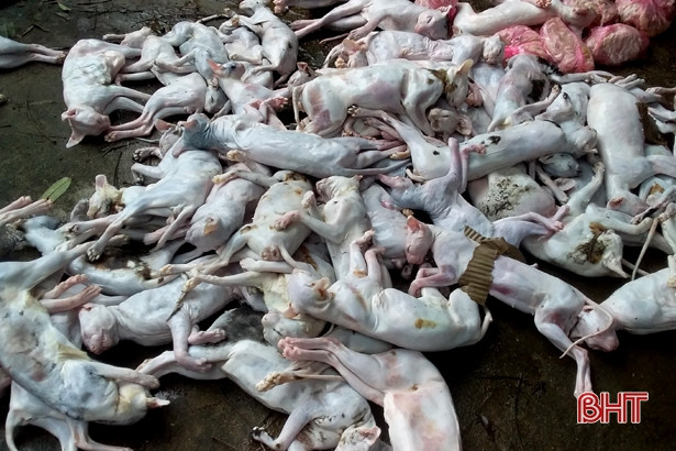 Xe tải chở gần 420kg thịt chó, thịt mèo không rõ nguồn gốc bị bắt tại Hà Tĩnh