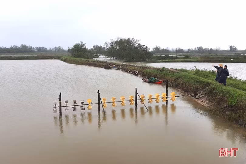 Người nuôi tôm Kỳ Anh trầy trật khôi phục sản xuất sau lũ