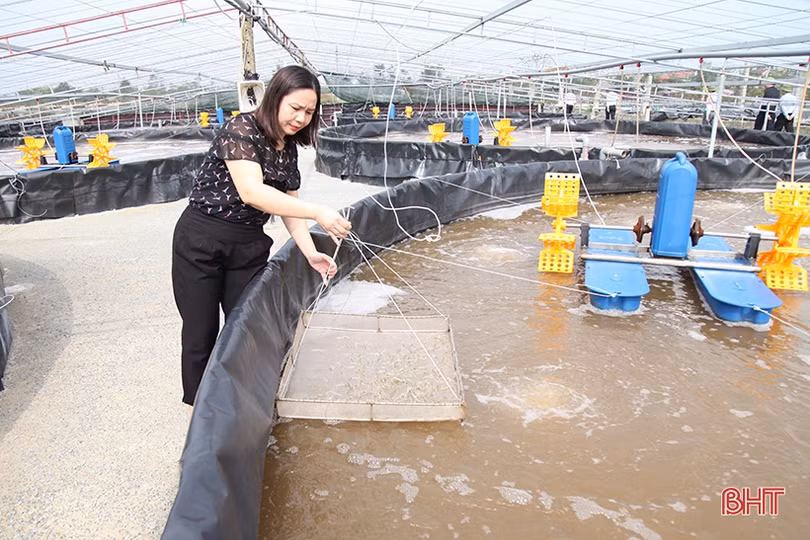 Người nuôi trồng thủy sản Hà Tĩnh thiệt hại hơn 250 tỷ đồng sau mưa lũ