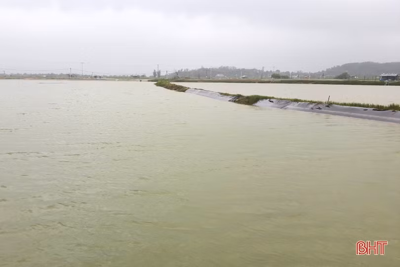 Người nuôi tôm Kỳ Anh trầy trật khôi phục sản xuất sau lũ