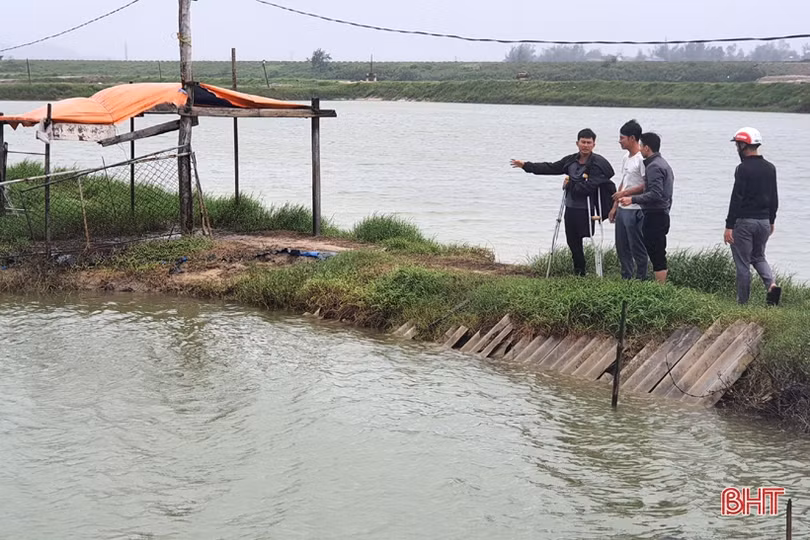 Người nuôi tôm Kỳ Anh trầy trật khôi phục sản xuất sau lũ