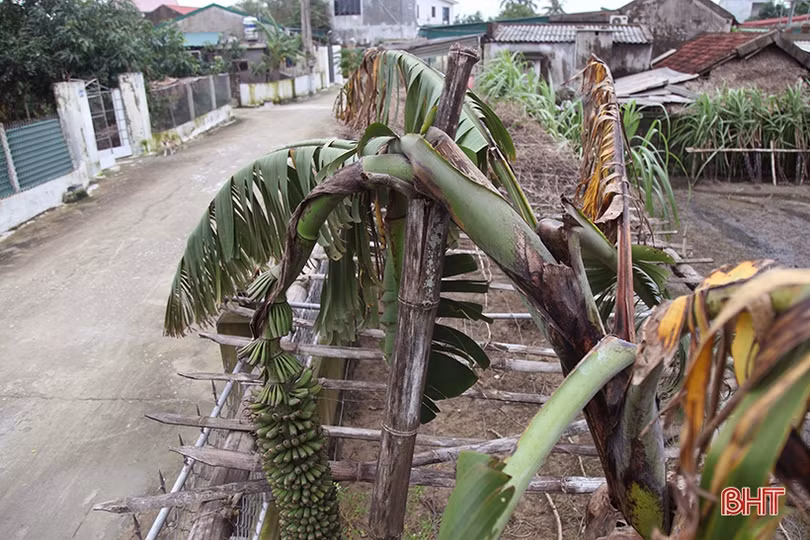 Buồng chuối dài 2m, hơn 250 nải ở Hà Tĩnh