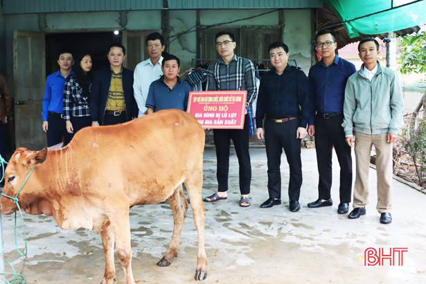 Sở Tài chính hỗ trợ bò giống cho gia đình bị thiệt hại do lũ lụt