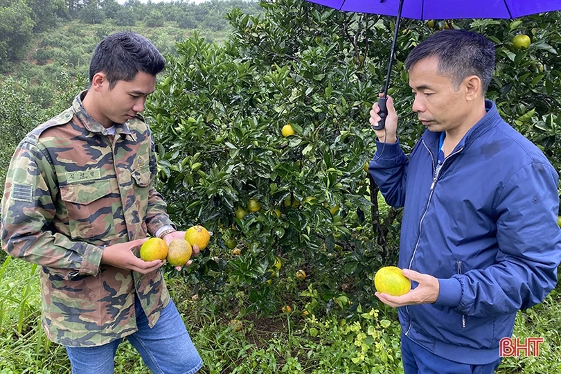 Hà Tĩnh khẩn trương khôi phục sản xuất vụ đông