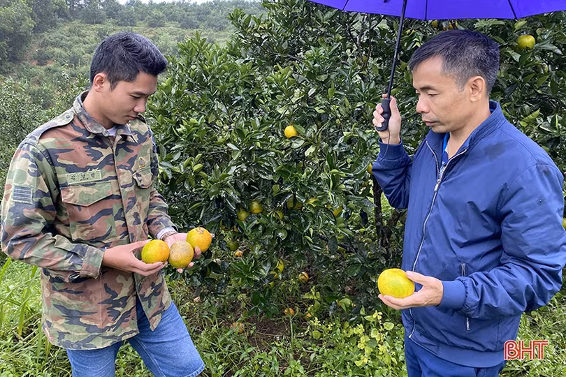 Hà Tĩnh khẩn trương khôi phục sản xuất vụ đông