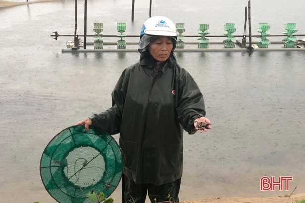 Ốc hương mất trắng sau mưa lũ, người dân xứ Cồn Vạn nợ chồng nợ! ảnh 1 Ốc hương mất trắng sau mưa lũ, người dân xứ Cồn Vạn nợ chồng nợ!