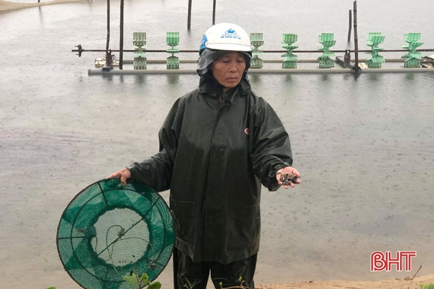 Ốc hương mất trắng sau mưa lũ, người dân xứ Cồn Vạn nợ chồng nợ!