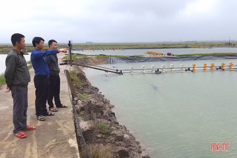 Người nuôi tôm Kỳ Anh trầy trật khôi phục sản xuất sau lũ