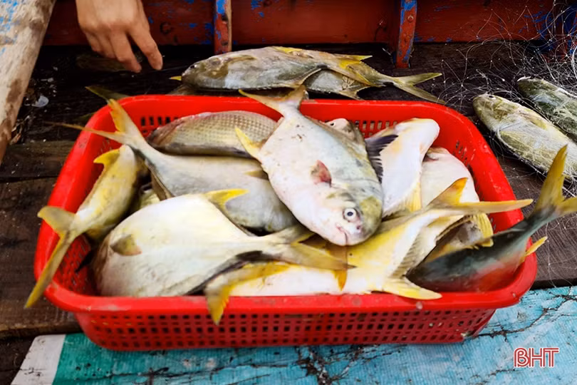 Ngư dân Song Yên vui như hội vì trúng cá chim vàng