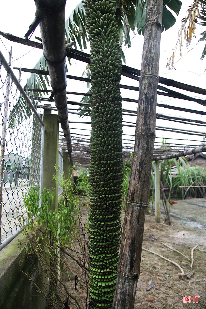 Buồng chuối dài 2m, hơn 250 nải ở Hà Tĩnh