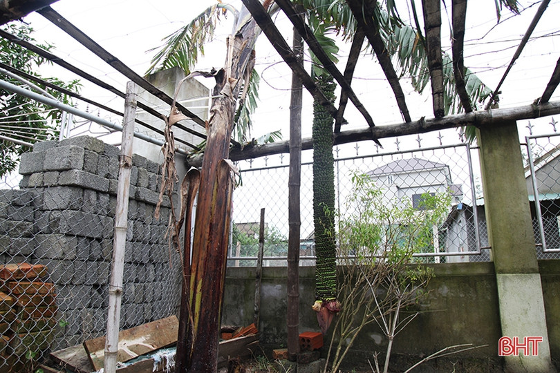 Buồng chuối dài 2m, hơn 250 nải ở Hà Tĩnh