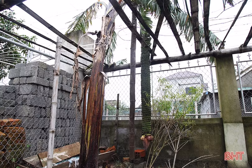 Buồng chuối dài 2m, hơn 250 nải ở Hà Tĩnh