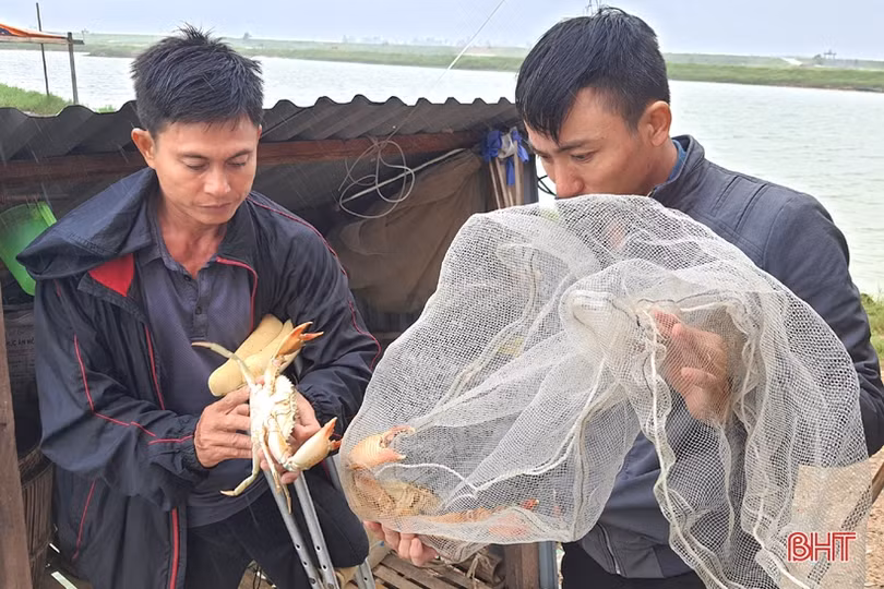 Người nuôi tôm Kỳ Anh trầy trật khôi phục sản xuất sau lũ