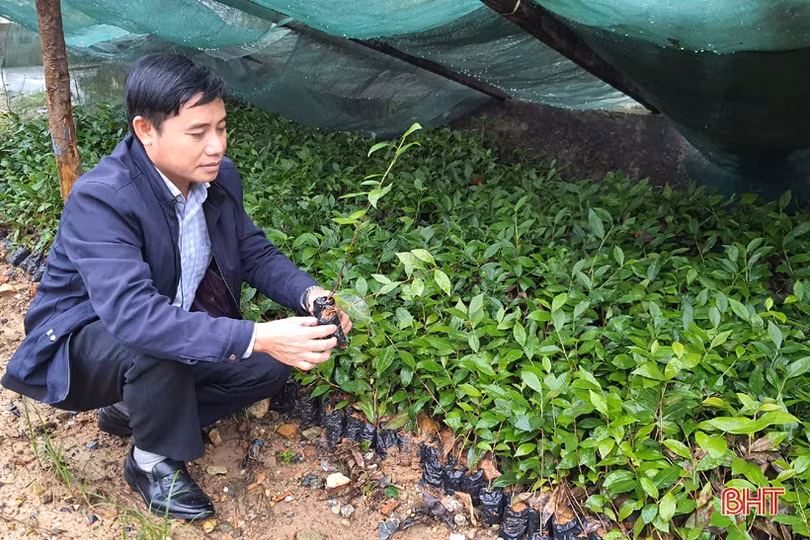 Người trồng chè Kỳ Anh “chờ trời” để xuống giống vụ mới