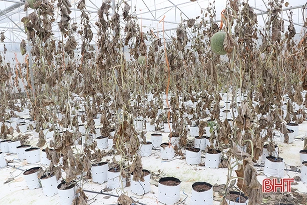 Lũ chồng lũ, Hà Tĩnh thiệt hại nặng