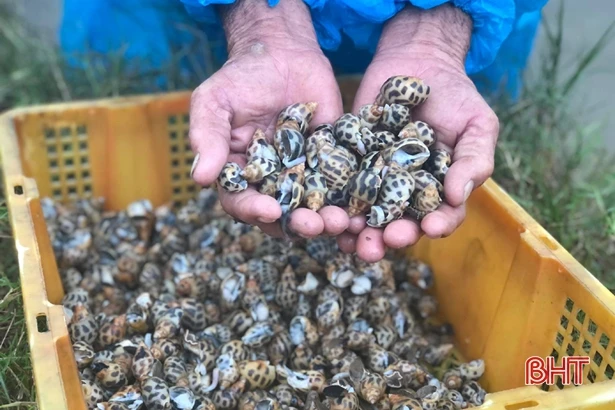 Ốc hương mất trắng sau mưa lũ, người dân xứ Cồn Vạn nợ chồng nợ!